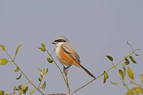 Long-tailed Shrike