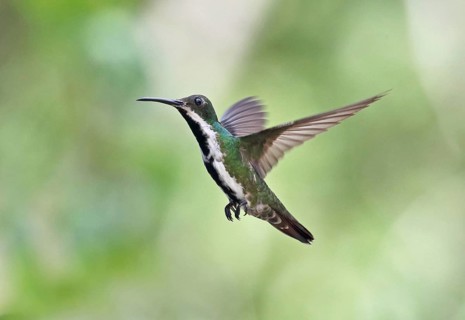 Black-throated Mango