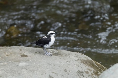 White-capped Dipper