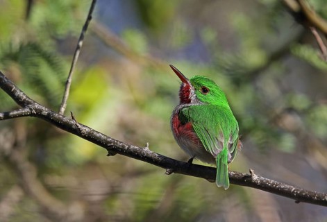 Broad-billed Tody