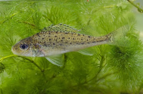 Eurasian Ruffe