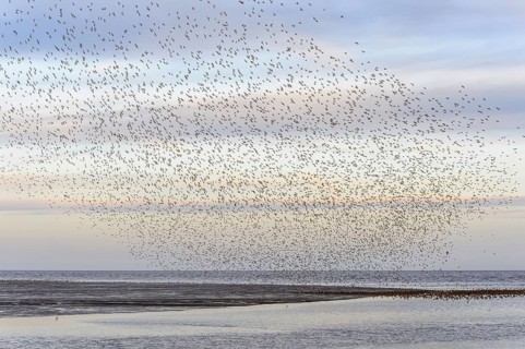 Red knot