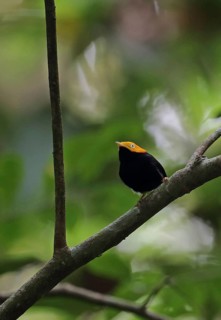 Golden-headed pipra manakin