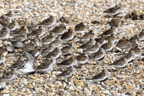 Dunlin flock in summer plumage on pebble spit on Scolt Head Island