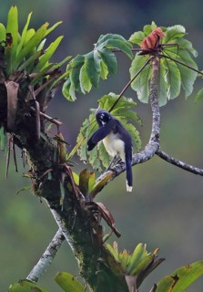 Black-chested Jay