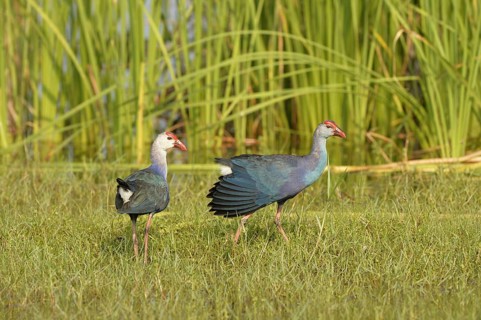 Grey-headed Swamphen