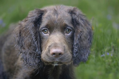 English Cocker Spaniel