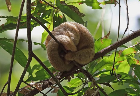 Silky Anteater