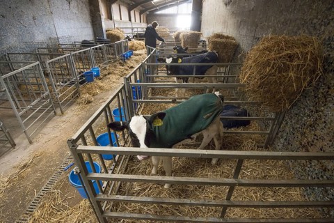 Domestic cattle