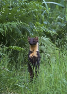 Pine Marten