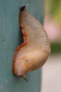 Spanish slug