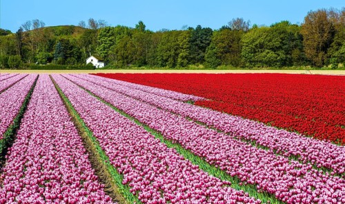 Flowering tulip fields