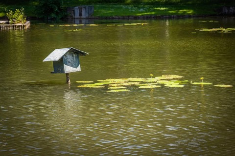 Goldfish Pond