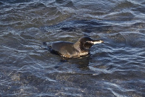Galapagos penguin