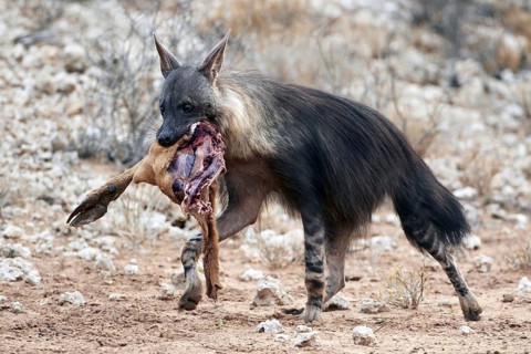 Brown hyena