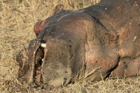 Hippopotamus