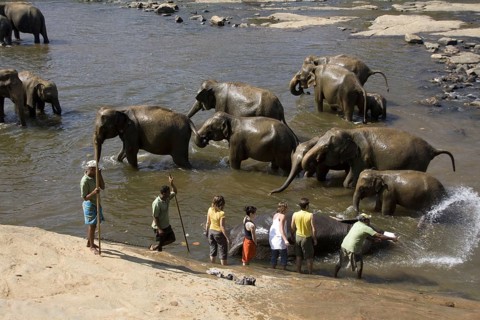 Asian Elephant