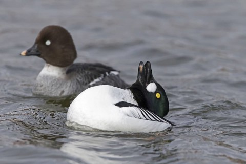Common goldeneye