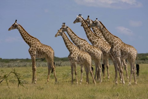 Giraffes