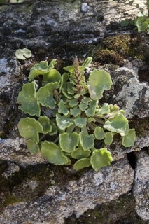 Navelwort