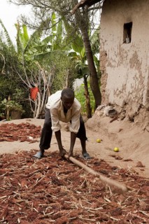 Sorghum