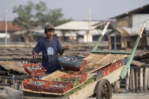 Man lifting fish in baskets from the cart to lay them on mats to dry