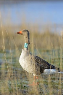 Greylag goose