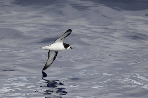 White-winged Petrel