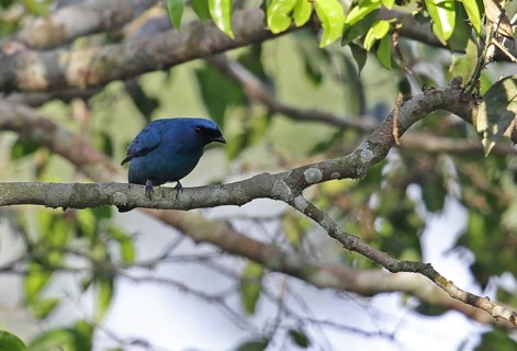 Azure Cuckoo Shrike