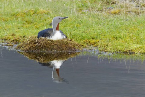 Red-throated diver