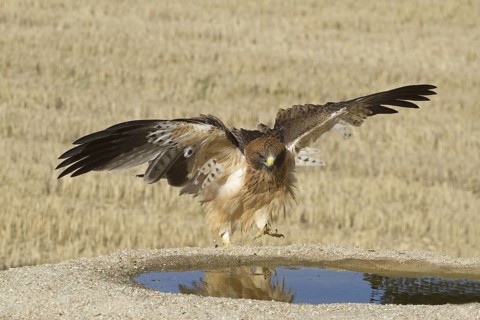 Booted Eagle