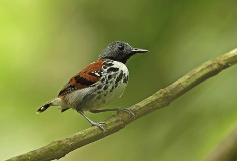 Spotted Antbird