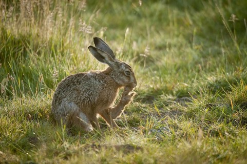 European hare