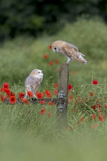 Common barn owl