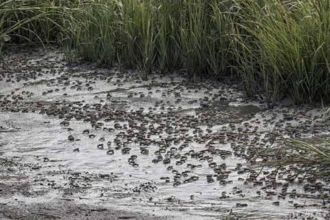 Mud Fiddler Crabs