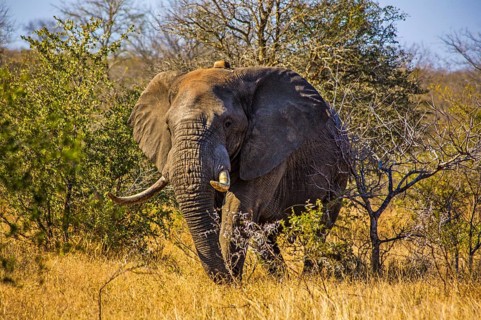 African elephant