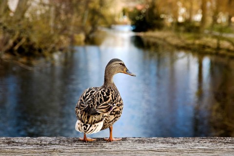 Stockente