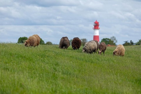 Norwegian sheep on the dike