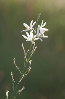Branchless grass lily