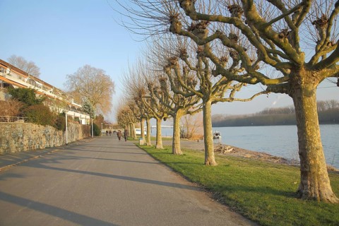 Rhine promenade with plane trees in Biebrich Wiesbaden