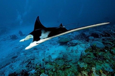 Manta ray