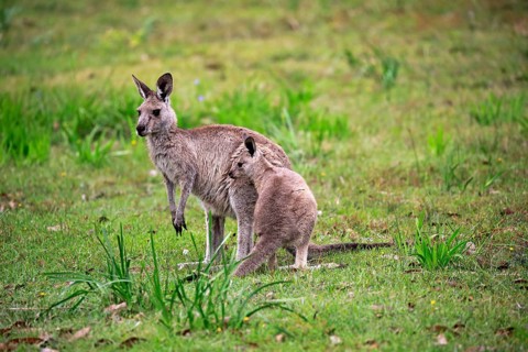 Eastern grey kangaroo