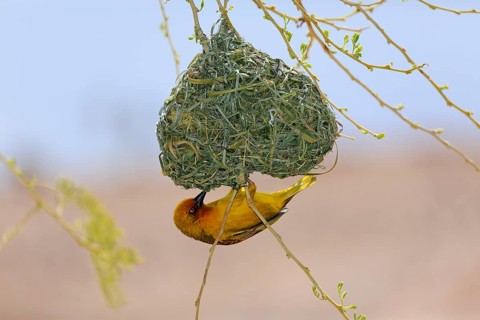Cape weaver