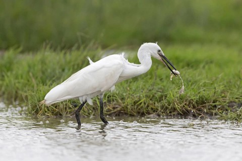 Little egret