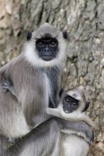 Tufted Grey Langur
