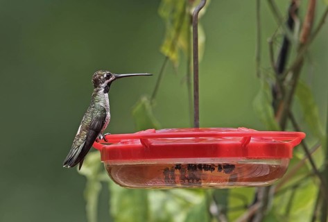 Long-billed Starthroat
