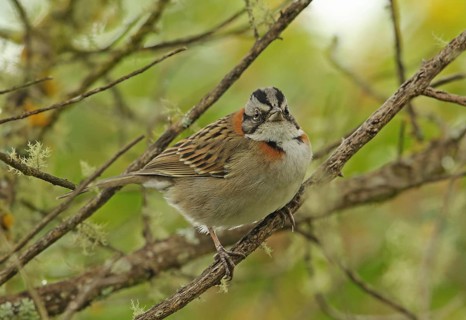 Red-necked sparrow