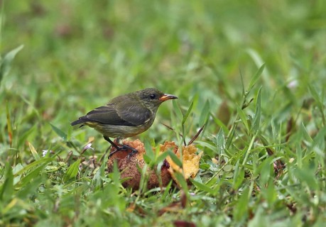 Orange-bellied mistletoe eater