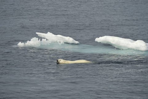 Polar Bear