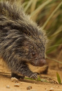 Orange-spined Hairy Dwarf Porcupine